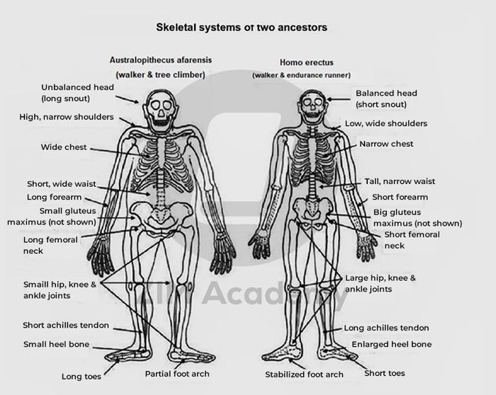 The diagram illustrates the skeletal systems of two ancestors of humans