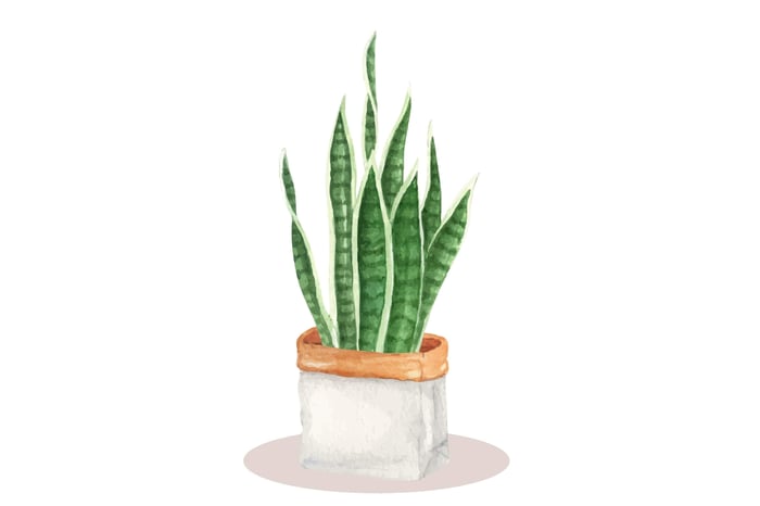 collocations-chu-de-plants-snake-plant