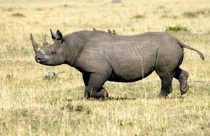 differentiate-synonymous-terms-wildlife-west-african-black-rhino