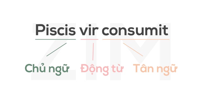 hoc-tieng-latin-picis-vir-consumit