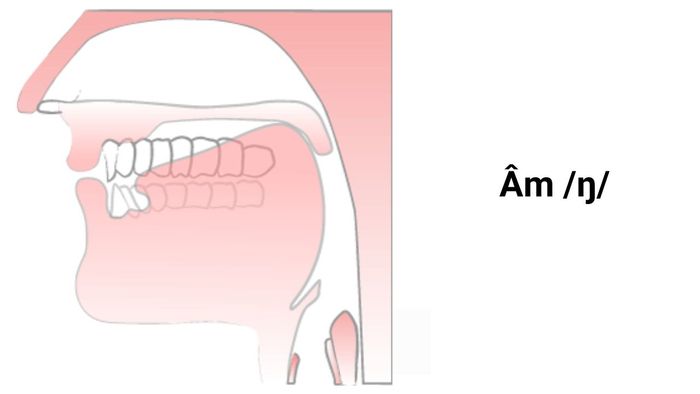 Khẩu hình miệng khi phát âm /ŋ/ trong tiếng Anh