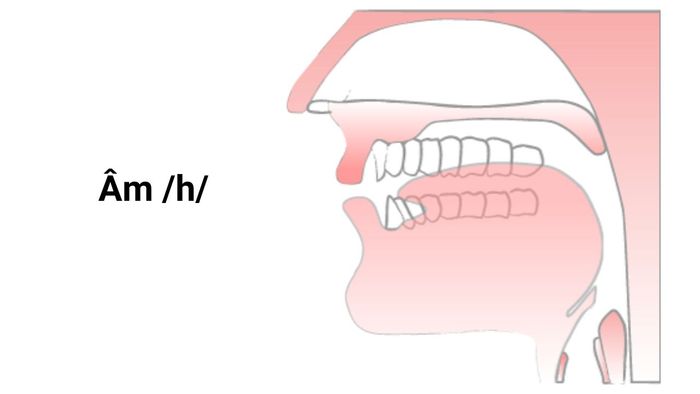 Khẩu hình miệng khi phát âm /h/ trong tiếng Anh