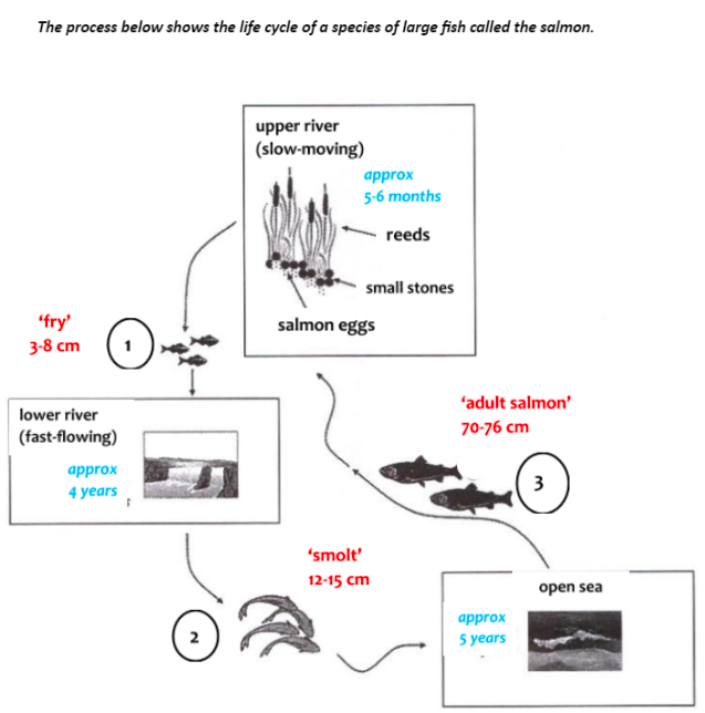 Structure describing the steps of the Process essay illustrated assignment 02