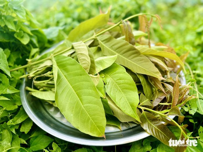 Lá non của cây bằng lăng nếu hái từ ngoài đồng và loại bỏ lá bị sâu, lá bị cháy, sẽ rất thích hợp để cuốn bánh xèo ăn ngay.