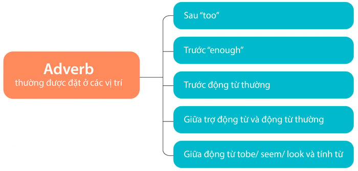 vi-tri-dung-cua-adverb