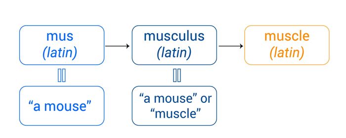 etymology-vi-du-02