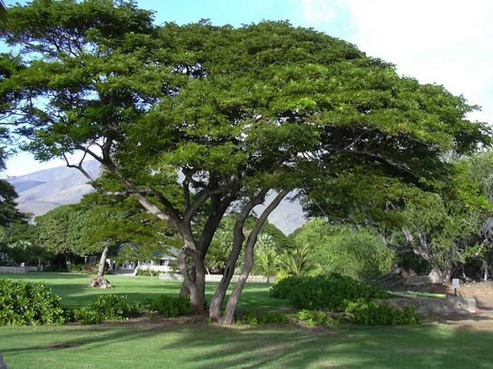 Khám phá ý nghĩa của shade là gì