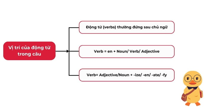 Các vị trí của động từ trong câu tiếng anh