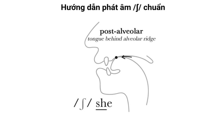 hình ảnh thay thế