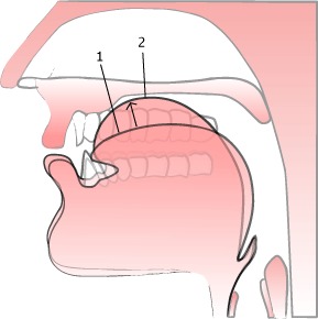 hình ảnh mô phỏng cách mở miệng khi phát âm chữ d