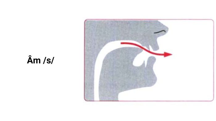 phát âm /s/ trong tiếng Anh một cách hoàn hảo nhất