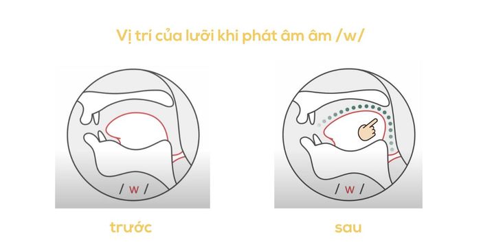 Vị trí của lưỡi khi phát âm /w/