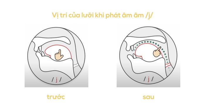 vị trí lưỡi khi phát âm /j/ trong tiếng Anh