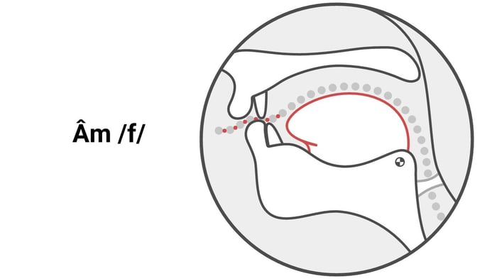 cách phát âm /f/ chuẩn trong tiếng Anh