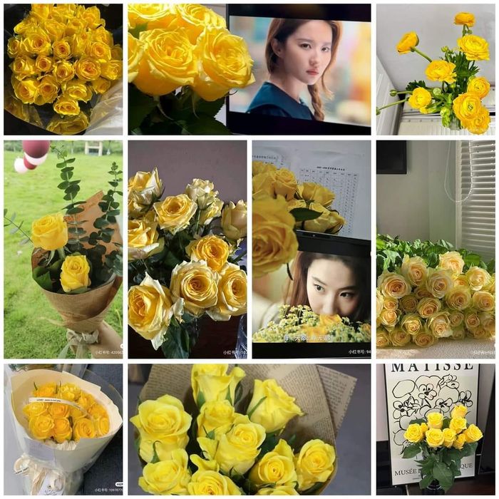 Lưu Diệc Phi khiến hoa hồng vàng trở nên phổ biến.