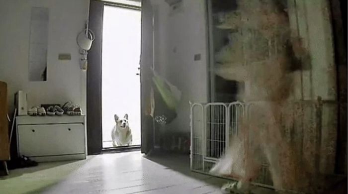 Sau khi chia tay một thời gian, cô gái đã đột nhập vào nhà bạn trai cũ với mục đích… trộm chó?!!