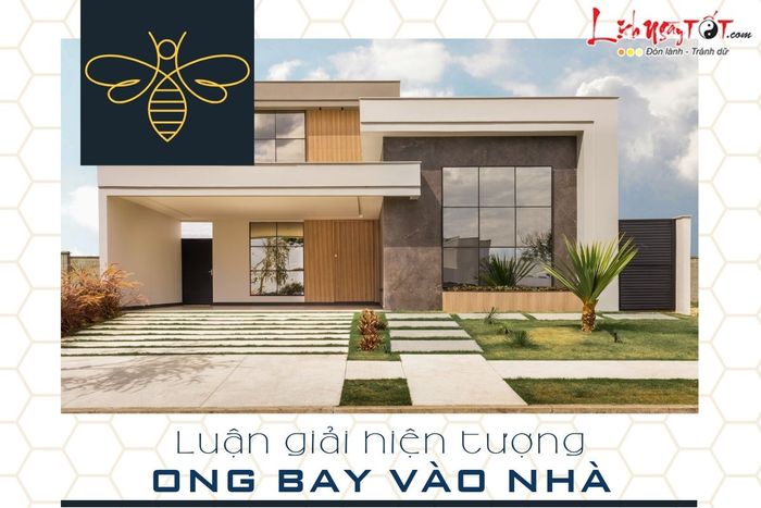 Phân tích sự hiện diện của ong bay vào nhà.