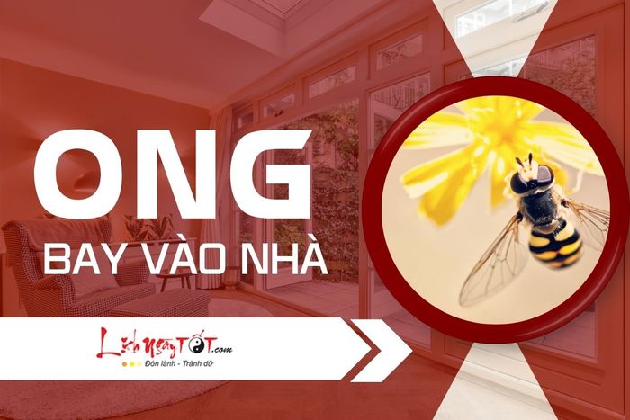 Ong bay vào nhà