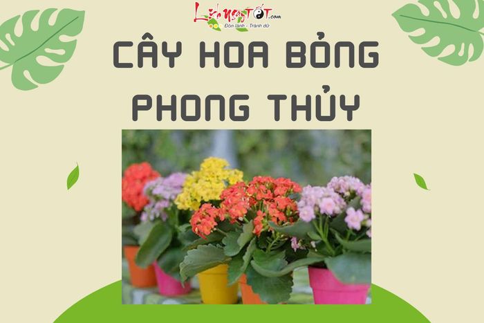 Cây hoa bỏng trong phong thủy: