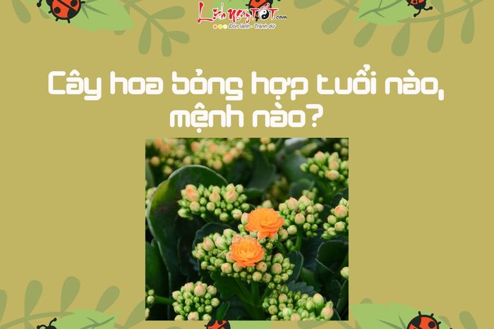 Cây hoa bỏng phong thủy hợp mệnh gì?