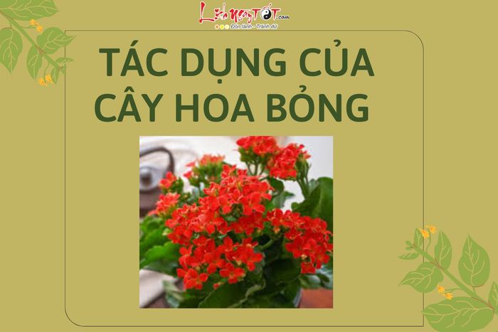 Tác dụng của cây hoa bỏng trong phong thủy