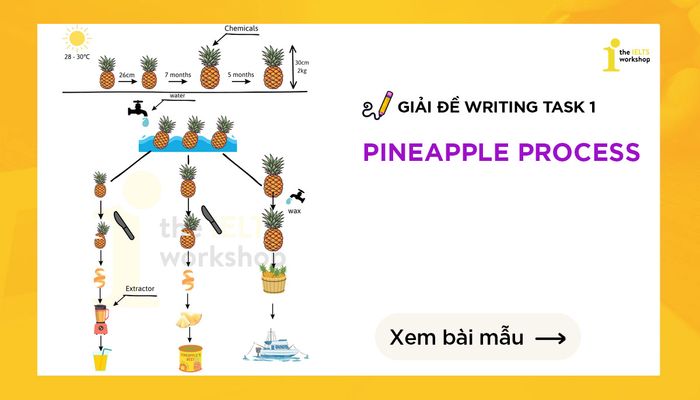 process of pineapples ielts writing task 1