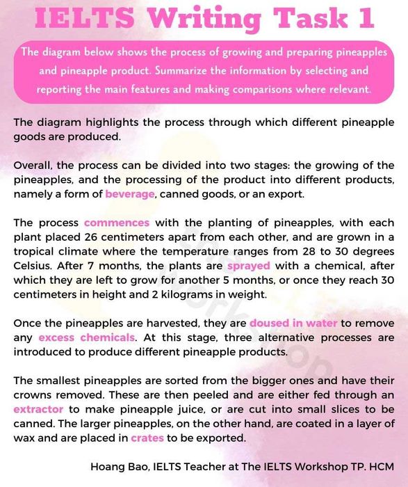 Pineapple Process IELTS Writing Task 1 Example 2