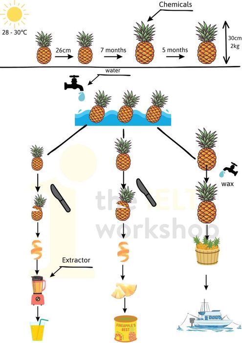 process of pineapples ielts