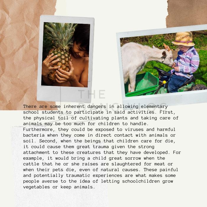 ielts writing task 2 animals