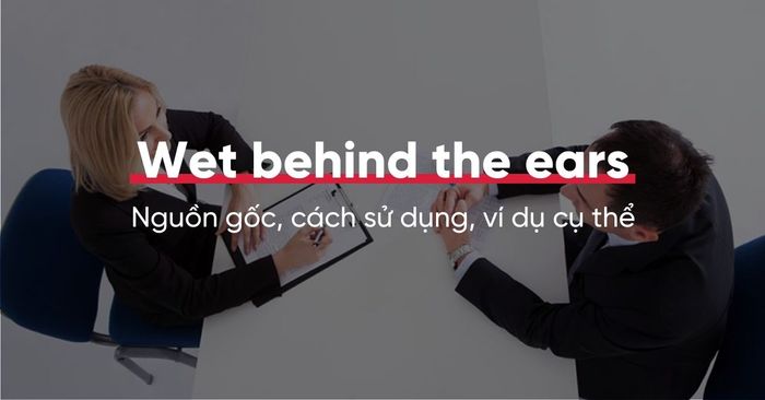 Synonyms of wet behind the ears in English