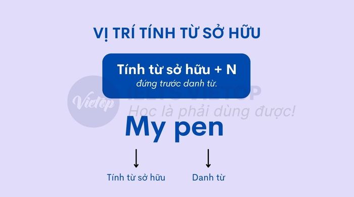 Vị trí của tính từ sở hữu trong câu