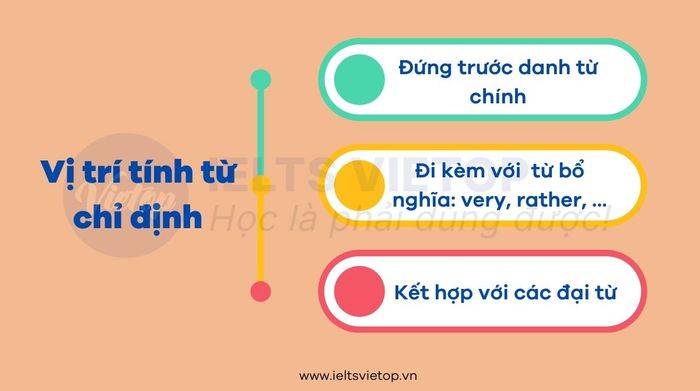 Vị trí của tính từ chỉ định trong tiếng Anh