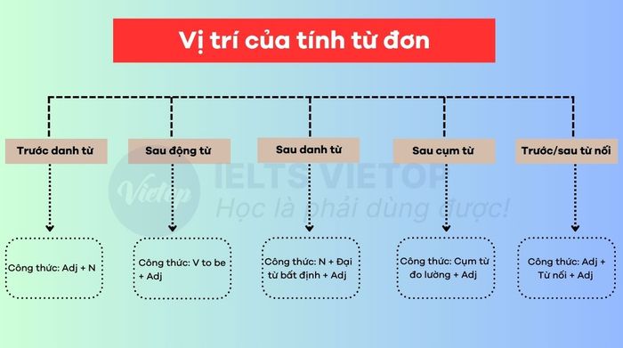 Vị trí của tính từ đơn trong câu