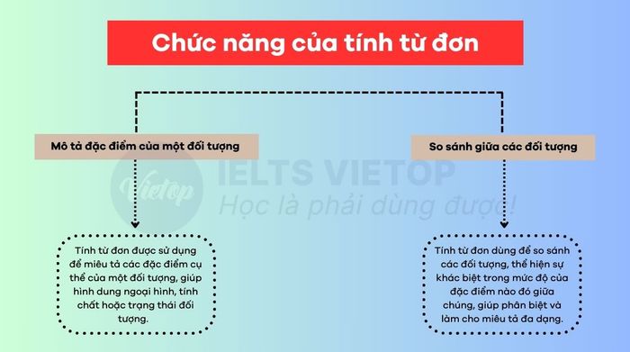 Vai trò của tính từ đơn