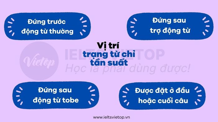 Vị trí của trạng từ chỉ tần suất