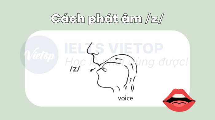 Cách phát âm /z/