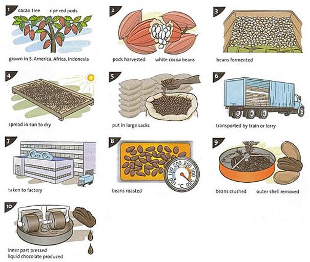 The diagram illustrates the process of cocoa production