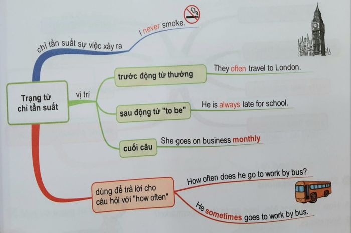 Vị trí của trạng từ chỉ tần suất