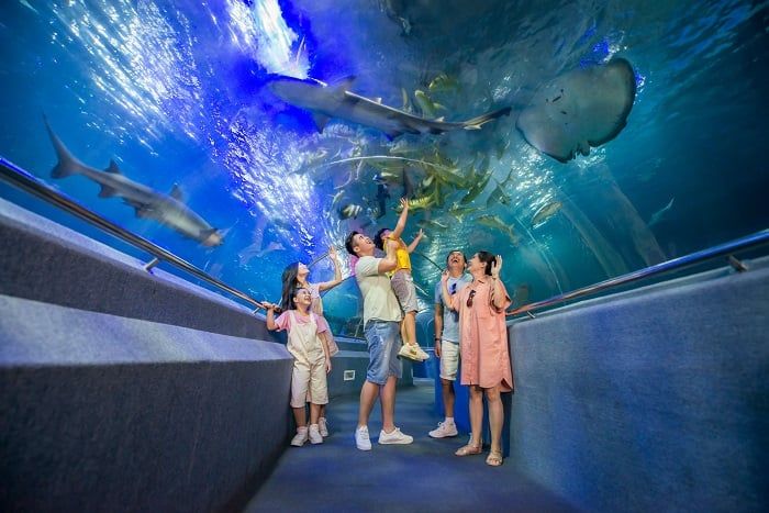 Cảm nhận thế giới đại dương tại Sea World