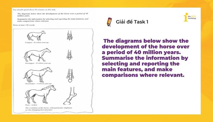 ielts-task-1-diagram-horse-evolution