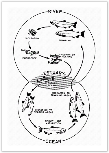 The diagram below illustrates the life cycle of a trout, from egg to adult fish