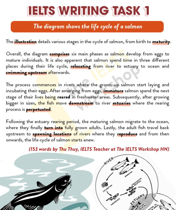 life cycle of a trout