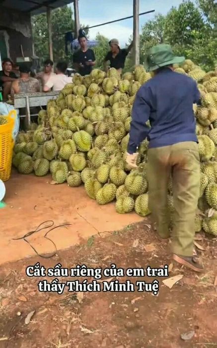 Sầu riêng từ vườn em trai thầy Thích Minh Tuệ luôn trong tình trạng hết hàng