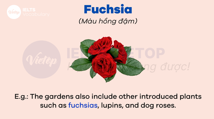 English vocabulary about flowers