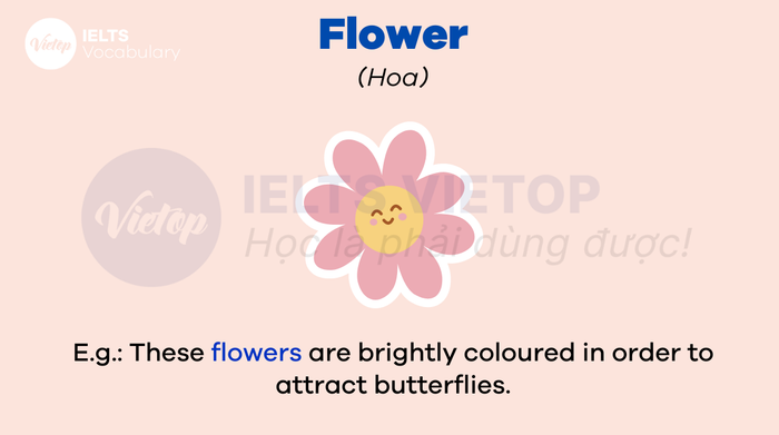 English vocabulary about flowers