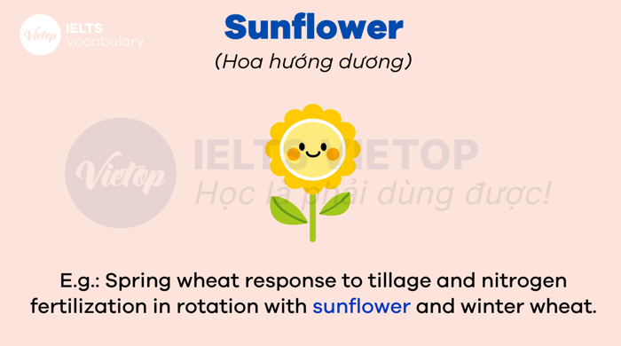 English vocabulary about flowers