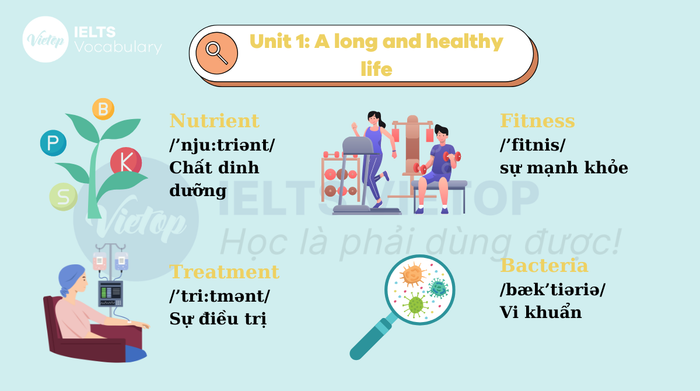 Từ vựng tiếng anh lớp 11