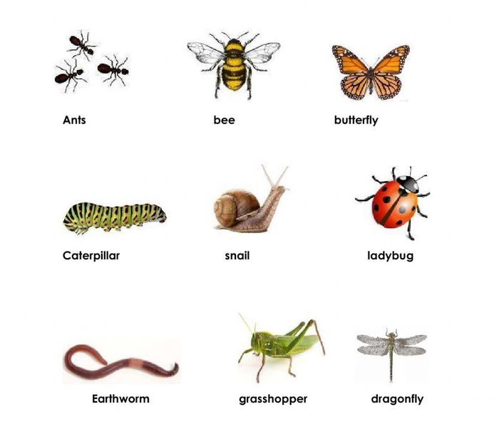 Từ vựng về côn trùng (Insect Vocabulary)