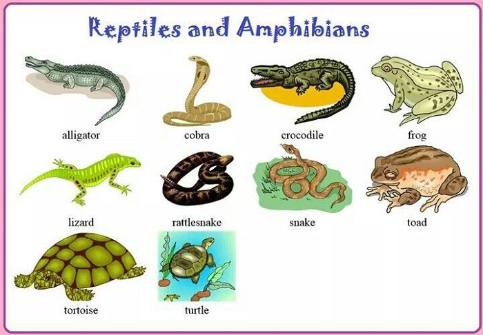 Từ vựng về động vật lưỡng cư (Amphibian Vocabulary)