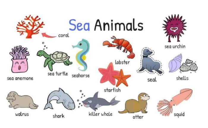 Từ vựng về động vật dưới nước (Vocabulary of aquatic animals)